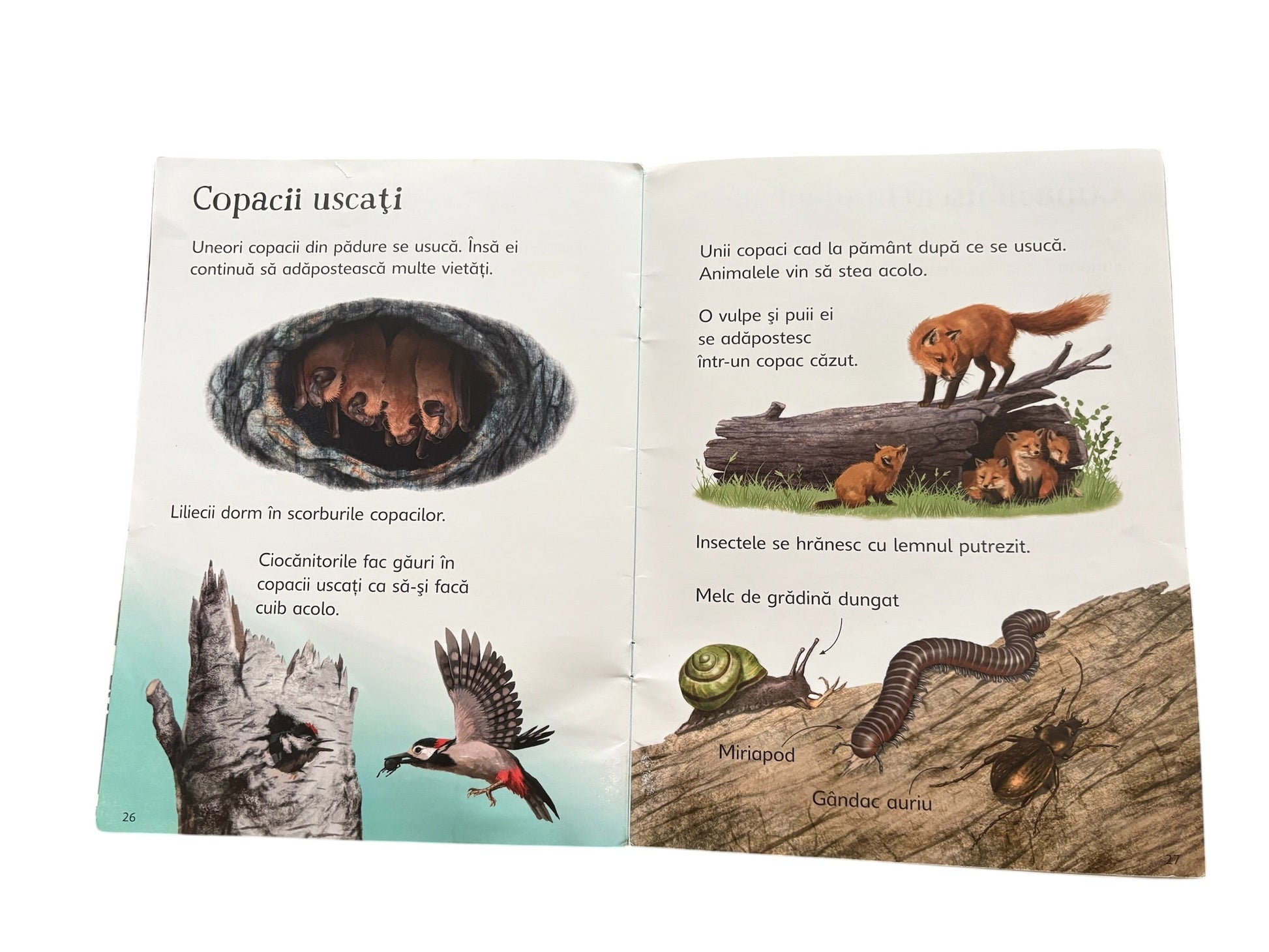 Descopar lumea - Cine traieste in padure?